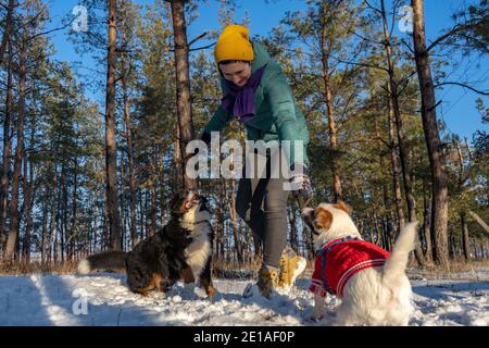 Giovane donna gioca con Jack russell terrier indossare in rosso Maglione e cane di montagna Bernese mentre camminando con la neve sopra Inverno Foto Stock