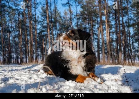 cane da montagna bernese con neve al naso in inverno nevoso. animale domestico divertente sdraiato nella neve derive Foto Stock