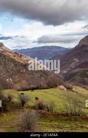 I cavalli pascolano tranquillamente nel prato. Foto Stock