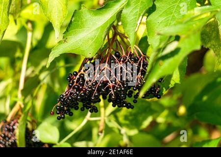 Mazzi di bacche nere su rami di sambuco nero. Foto Stock