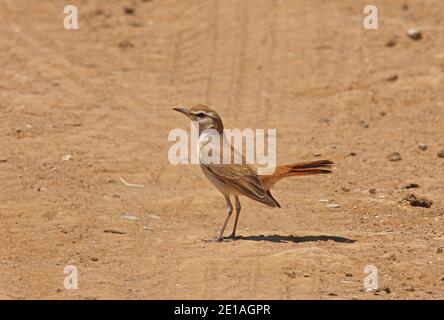 Rufous-coda Scrub-robin (Cercotrichas galattote galattote) adulto sul terreno Marocco Maggio Foto Stock