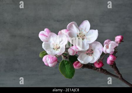 Branche rosa fragile fiore di mela su sfondo grigio. Concetto di vacanza. Foto Stock