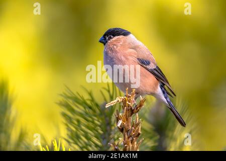 Bulino eurasiatico (Pirrhula pirrhula) uccello arroccato sul ramo. Songbird femminile in habitat naturale. Scena della fauna selvatica dalla natura. Il corride eurasiatico Foto Stock