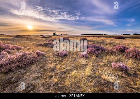 Rilassante paesaggio di brughiera nel parco nazionale Hoge Veluwe, provincia di Gelderland, Paesi Bassi. Paesaggio della natura in Europa. Foto Stock