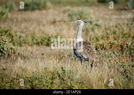 Kori bustard uno del più grande di volo di uccello, fotografato nella savana della Namibia Foto Stock