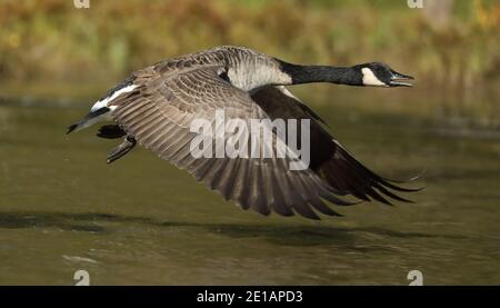 Canada oca (Branta canadensis), decollo, Maryland Foto Stock
