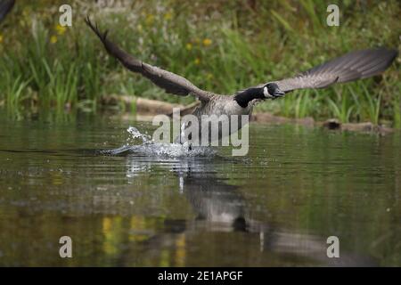 Oca canadese (Branta canadensis), Maryland Foto Stock