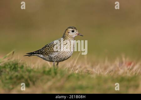 L'alpinatore d'oro eurasiatico (Pluvialis albicaria) adulto in piumaggio non riproduttore, Heligoland, Germania Foto Stock