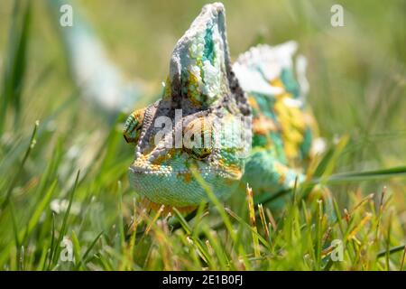 Chameleon in piante Foto Stock