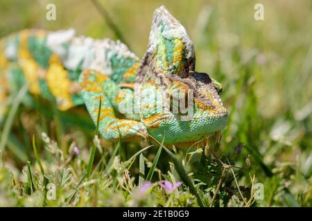 Velato Chameleon Pretty Foto Stock