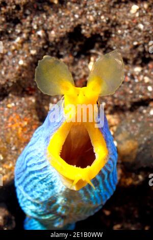 Gel di nastro blu, Rhinomuraena quaesita, con bocca aperta e denti. Tulamben, Bali, Indonesia. Mare di Bali, Oceano Indiano Foto Stock