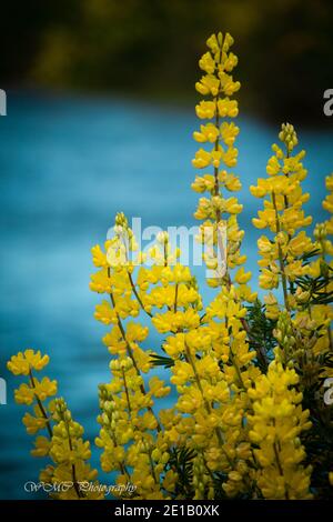 Tunnel Beach, Dunedin NZ Foto Stock