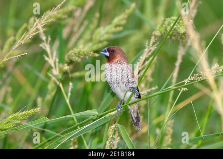 Munia, Lonchura punctulata, probabilmente sottospecie Lonchura punctulata nisoria, conosciuta anche come Spotted Monia, Nutmeg Mannikin, Spice Finch Foto Stock