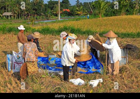 Le donne che lavorano nei campi di spulatura riso durante il raccolto di riso, nei pressi di Ubud, Bali, Indonesia. Foto Stock