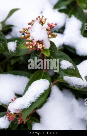 piccole gemme da giardino con alcuni germogli ricoperti dalla prima neve d'inverno, verticale Foto Stock