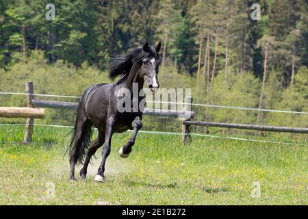 È una giornata di sole e un cavallo nero sta avendo divertimento nel paddock pascolo Foto Stock