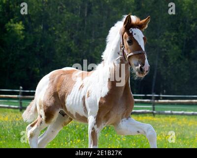 Un piccolo nemico macchiato corre in una giornata di sole dentro un paddock in un prato Foto Stock