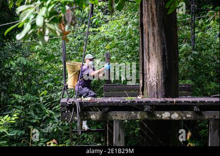 Lavoratore conservazionista che mette fuori il cibo su una piattaforma al Centro di riabilitazione Sepilok Orangutan Foto Stock