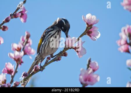 New Holland Honeyeater Bird (Phylidonyris novaehollandiae) Arroccato in un albero che mangia nettare da un australiano nativo albero con fiore rosa Foto Stock
