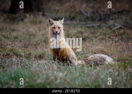 Volpe rossa volpi volpe kit ritratto Foto Stock