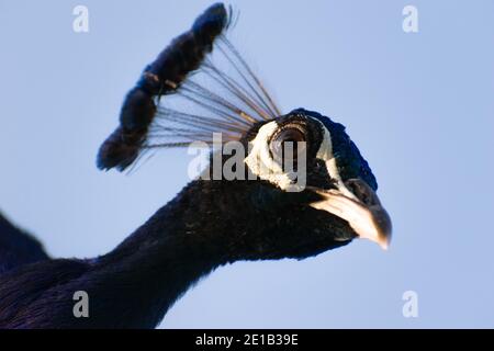 Primo piano di lucenti occhi di pavone. Foto Stock