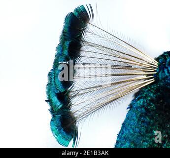 Peacock cresta piume primo piano colpo isolato su bianco. Foto Stock