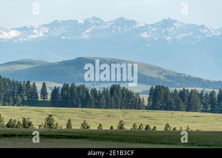 Mandria di alci sulla Zumwalt Prairie dell'Oregon. Foto Stock