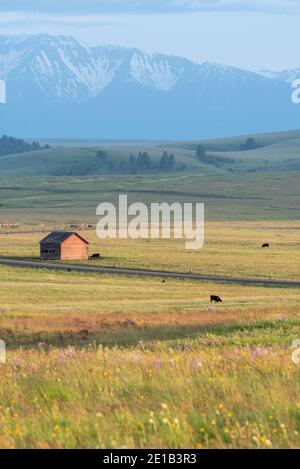 Mucche che pascolano su un ranch sulla Zumwalt Prairie dell'Oregon. Foto Stock