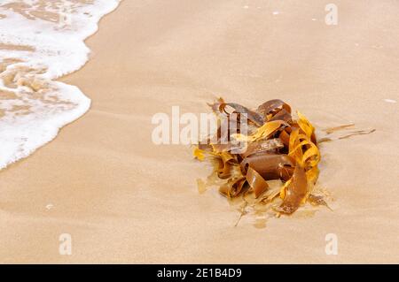 Alghe lavate sulla riva - Torquay, Victoria, Australia Foto Stock