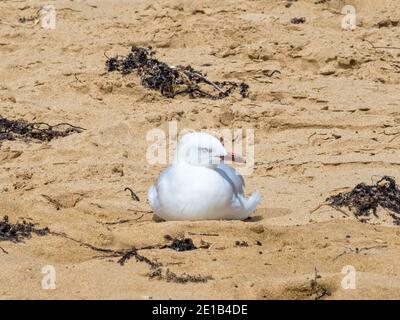 Seagull su una spiaggia di sabbia - Torquay, Victoria, Australia Foto Stock