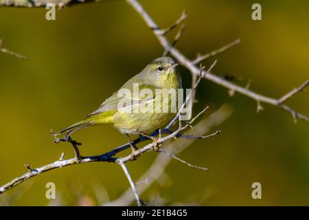 Warbler - Leiothlypis celata - arroccato sul ramo Foto Stock