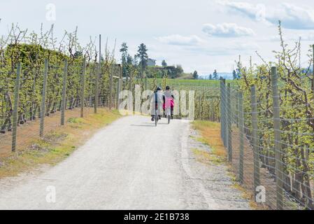 Penticton, British Columbia/Canada - 24 aprile 2020: La gente cavalcano le loro bici lungo il Kettle Valley Rail Trail attraverso un frutteto in primavera. Il Foto Stock