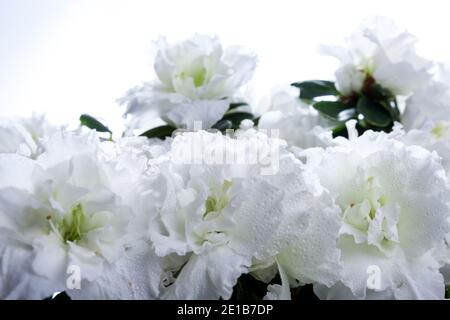 Azalea, Fönsterazalea (Rhododendron simsii) Foto Stock