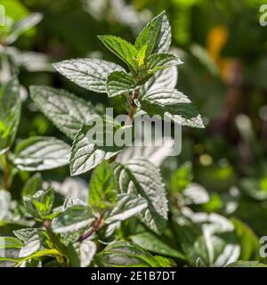 Menta peperita 'cioccolato', Pepparmynta (Mennha × piperita) Foto Stock