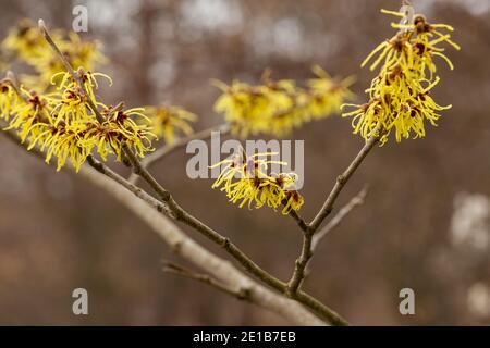 Chinese strega nocciola, cinesisco trollhassel (Hamamelis mollis) Foto Stock