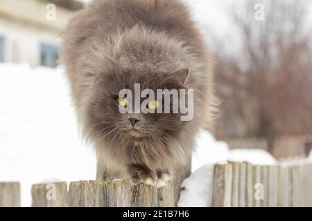 Un gatto grigio soffice si siede su una recinzione di legno in inverno. Foto Stock