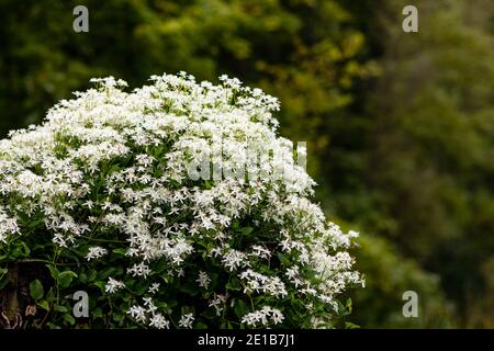 Cespugli di fiori selvatici di clematis autunno dolce Foto Stock