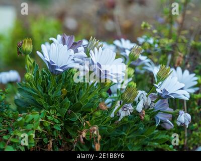 Giardino fiorito, un mazzo di fiori africani di margherita di colore viola che fioriscono e si aprono, foglie verdi, Giardino Nazionale Australiano in primavera Foto Stock