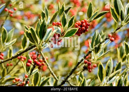 Frutti rossi d'arancio, foglie variegate di Ilex × altaclerensis "Belgica Aurea". Holly "Belgica Aurea". Silver Sentinel Holly Tree Foto Stock