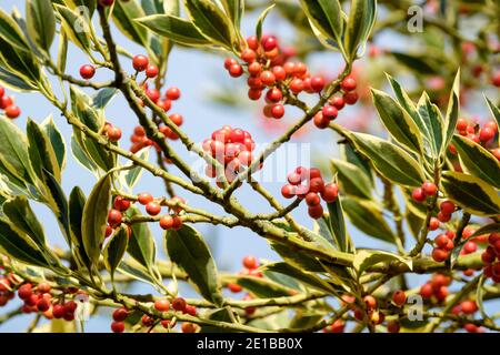 Frutti rossi d'arancio, foglie variegate di Ilex × altaclerensis "Belgica Aurea". Holly "Belgica Aurea". Silver Sentinel Holly Tree Foto Stock