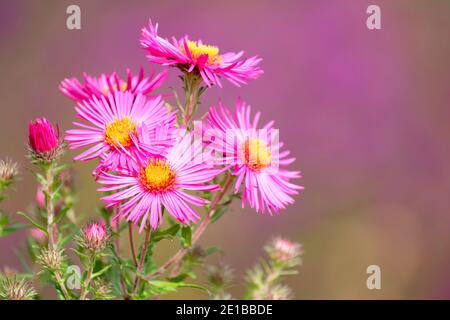 Fiori rosa brillante di Symphyotrichum novae-angliae 'James Ritchie' New England aster 'James Ritchie'. Aster novae-angliae 'James Ritchie' Foto Stock