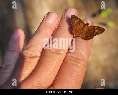 Fulvous Pied Flat ( Pseudocoladenia dan ) farfalla su dita e mano umana, modello astratto verde sulle ali di insetto pieno di capelli marroni Foto Stock