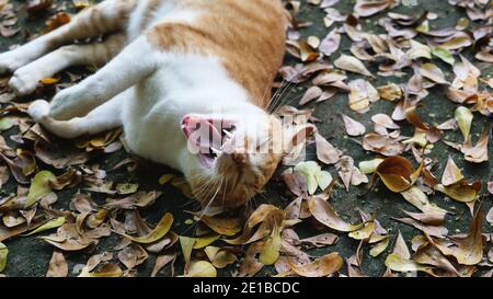 Il gatto tabby di colore arancione si stese e rotola e grida su terra di colore nero è riempito di foglie secche di colore giallo e verde, l'animale apriva la sua bocca Foto Stock