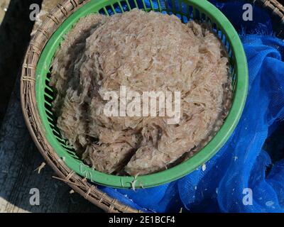 Gruppo di gamberetti freschi di Krill o Opossum in un contenitore verde, Plankton che i pescatori intrappolano per cucinare Foto Stock