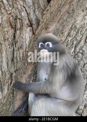 Scimmietta a foglia dusky ( langur spectacled ) seduta su un albero nella foresta, provincia di Prachuap Khiri Khan, Thailandia Foto Stock