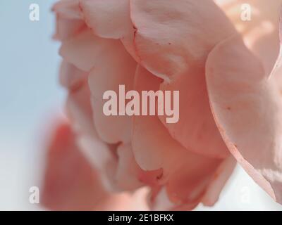 Bella romantica rosa pastello petali di fiori di rosa Foto Stock