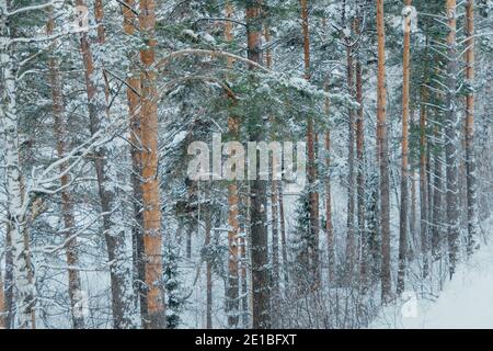 Tronchi gialli di pini alti nella foresta invernale. Rami di alberi sono coperti di neve fresca. Foto Stock