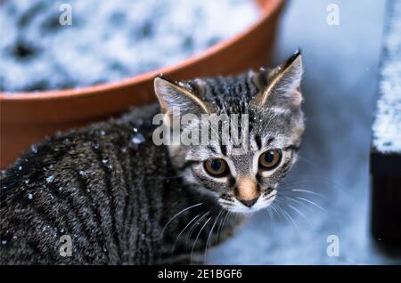 Piccolo gattino sulla prima neve guardando sorpreso Foto Stock