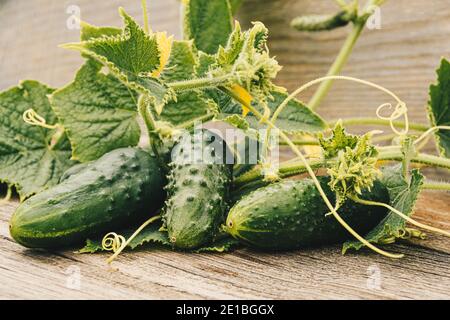 Cetrioli freschi con foglie verdi e fiori su tavola di legno. Agricoltura per cetrioli crescenti. Verdure per preparare insalata fresca. Cibo sano per la Vege Foto Stock