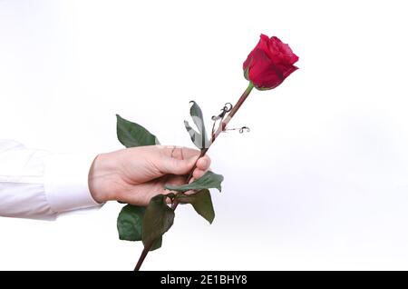 Mano maschio che tiene una singola rosa rossa isolata su sfondo bianco. Foto Stock